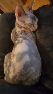 Junge Sphynx Katze sucht liebevolles zuhause