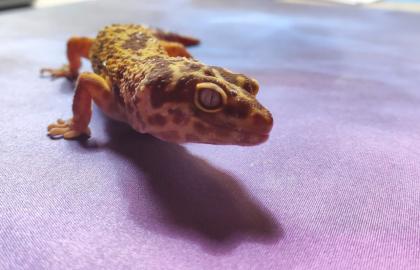 Gecko Männchen in gute Hände abzugeben