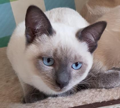 Siam / Thai Kitten Blue Point Babys Kätzchen. 1 Junge. Abgabebereit.