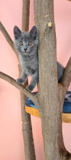 Reinrassige Chartreux Kitten