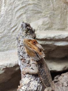 Bartagame m mit großem Terrarium Quarantäneterrarium inkl. Beleuchtung und viel Zubehör