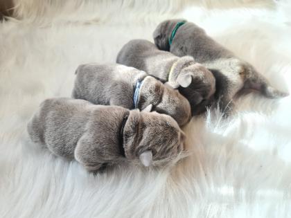 Französische Bulldoggen Welpen lilac solid lilac tan blue and tan
