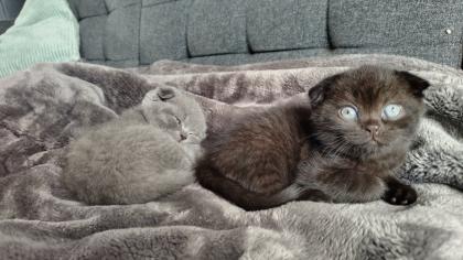 Süße Kitten m und w suchen ein neues Zuhause