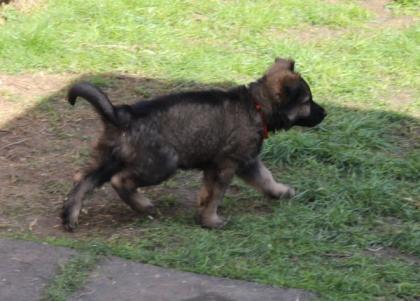Rüden Welpen Altdeutscher Schäferhund DDR Linien