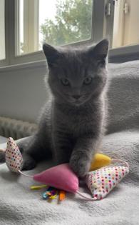 Katzenbabys sofort abgabebereit