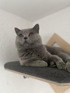 Deckkater Bkh mit Stammbaum Blutgruppe B