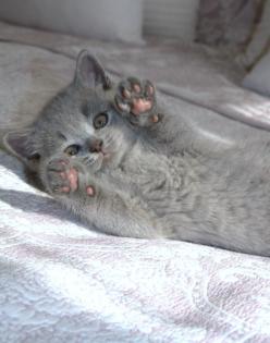 Wunderschöne BKH Kitten Farbe Blue Lilac