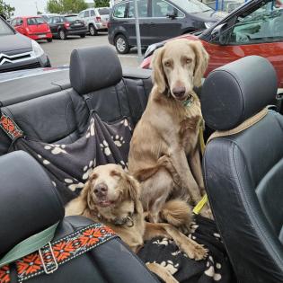 Langhaar-Weimaraner Wurf ab 9. 9. 25