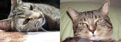 Katzen suchen DRINGEND neues Zuhause