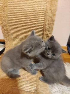 Süße BKH Kitten
