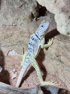 Black spotted coloured lizards Crotaphytus melanomaculatus