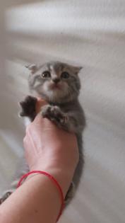 BKH Kitten aus Nürnberg