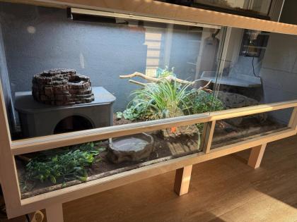 Königspython mit OSB Terrarium 150x60x60 mit Technik