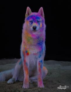 Lets Holi Shooting Tierfotografie