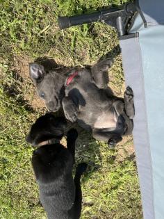 Labrador Welpen grau/schwarz