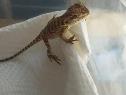 Bartagame Babys brauchen schnell ein neues Zuhause