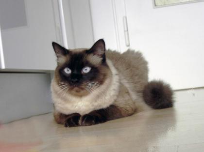 Ragdoll Deckkater