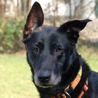 MARKY - Lustiger Mischling - 4 Jahre - Tierhilfe-Franken e. V.