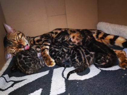 Wunderschöne Bengalkitten reinrassig Kätzchen 31. 12. 2022