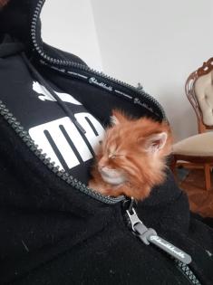 Maine Coon Kitten reinrassig