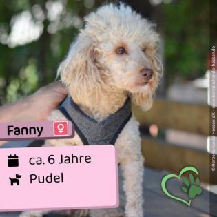 Fanny - lieb verträglich
