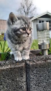 Bkh Kitten 2- weibchen und 1- männchen