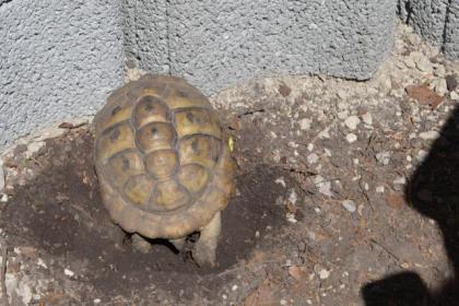 Griechische Landschildkröten NZ 2022