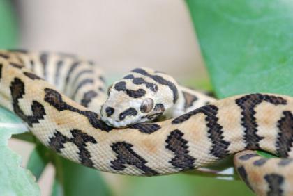 Teppichpython DiamantJaguar Morelia spilotes