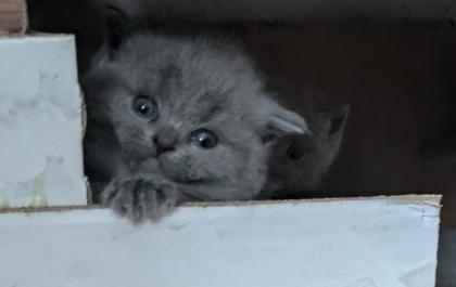 Wir bieten liebevolle gut erzogene reinrassige Britisch-Kurzhaar-Kitten zu erschwinglichen Preise