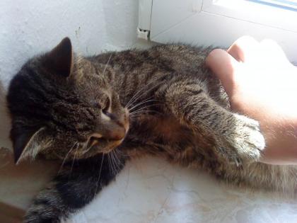 Katze Kiwi sucht DICH