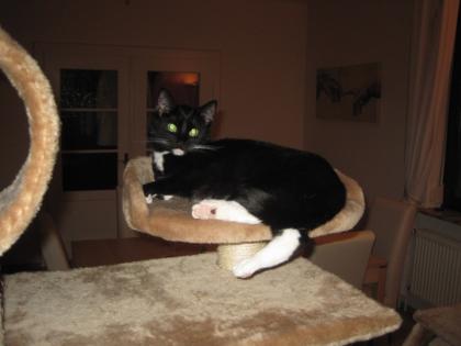 Kitty sucht ein neues liebevolles Zuhause.