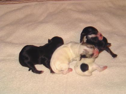 Chihuahua Welpen