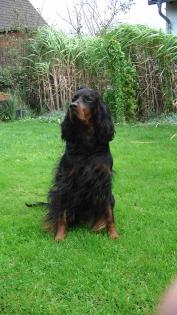 Gordon Setter Wurfankündigung Nov. 2022