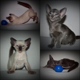 SIA OKH Kitten