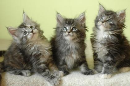 Maine Coon Babies zu verkaufen