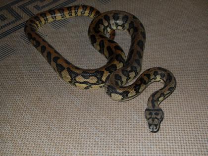 Teppichpython