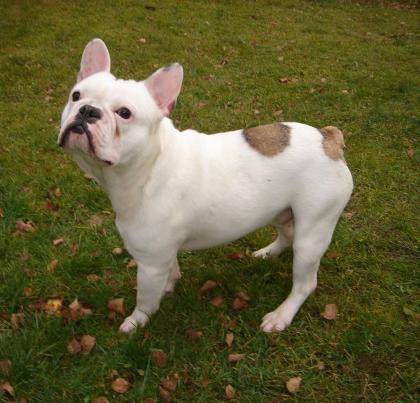 DECKRÜDE Französische Bulldogge creme-fawn-blue Schecke