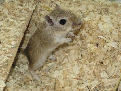 Rennmaus abzugeben