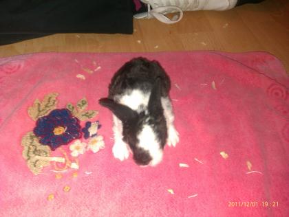 4 Baby Wider zwerg Rexe suchen ein Zuhause