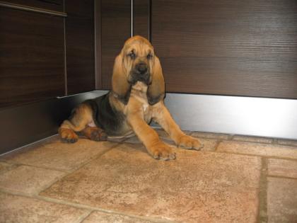 Bloodhound Welpen mit Papieren