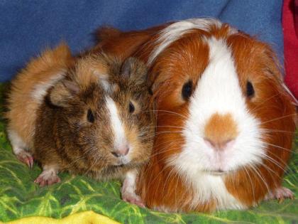 Meerschweinchen aus privater Notstation