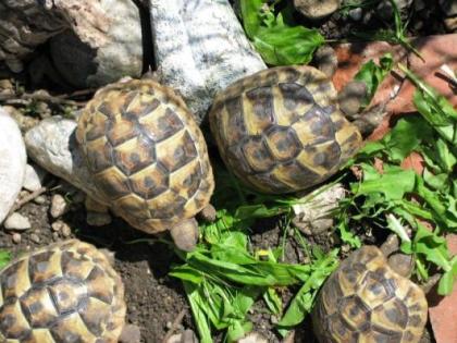 Griechische Landschildkröten NZ 2022-2011