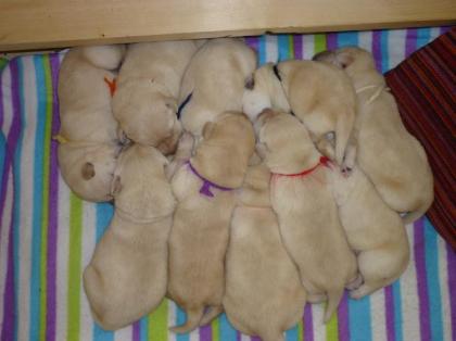 Blonde reinrassige Labradorwelpen an tierliebe Hände zu verkaufen