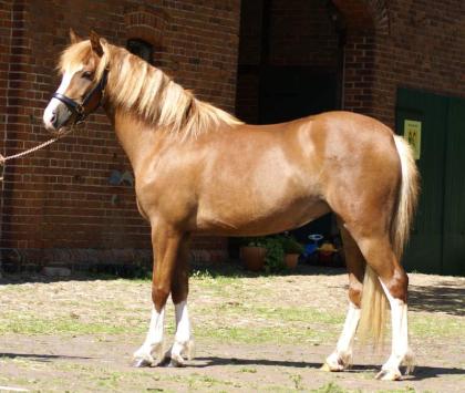 Hübscher Welsh-Pony Stute und Wallach zu verkaufen