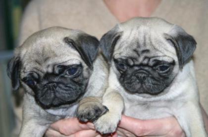 Mops welpen
