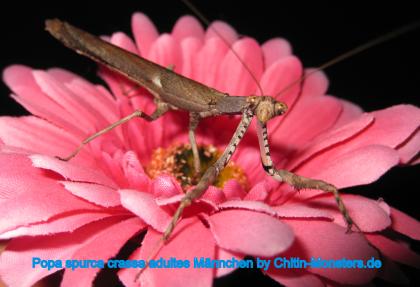 Popa spurca crassa kleine Astmantis