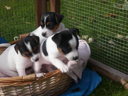 Dreifarbige jack russelwelpen zu verkaufen