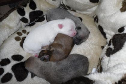 Süße Chihuahua Welpen suchen ein neues Zuhause 3 3 3