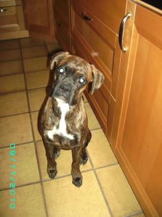 Boxerhündin 2 Jahre und zwei Monate