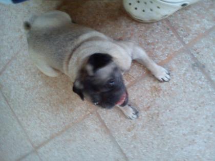 Mops hündin